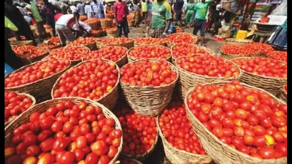 Tomato Prices to Fall From August as Kaduna Farmers Predict Wet-Season Harvest 2 Tomato Prices to Fall From August as Kaduna Farmers Predict Wet-Season Harvest