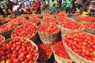 Tomato Prices to Fall From August as Kaduna Farmers Predict Wet-Season Harvest