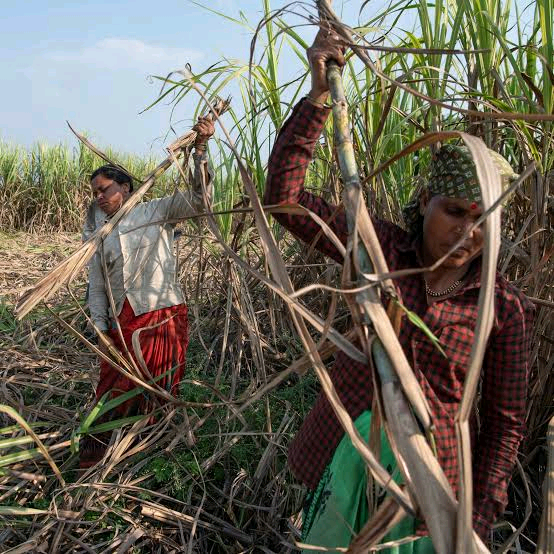 Why India's £3-a-Day Women Sugarcane Workers Remove Wombs 3 Why India's £3-a-Day Women Sugarcane Workers Remove Wombs
