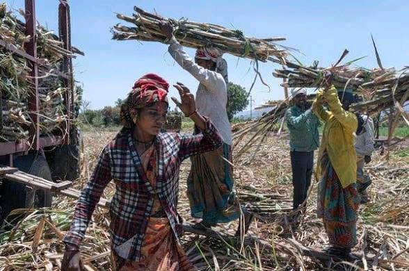 Why India's £3-a-Day Women Sugarcane Workers Remove Wombs 2 Maharashtra Why India's £3-a-Day Women Sugarcane Workers Remove Wombs